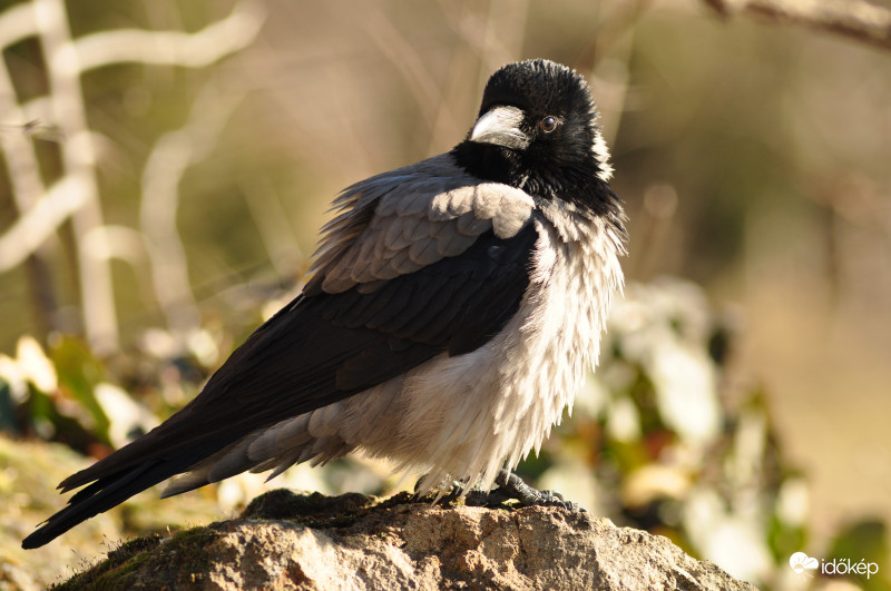 immár lent a földön