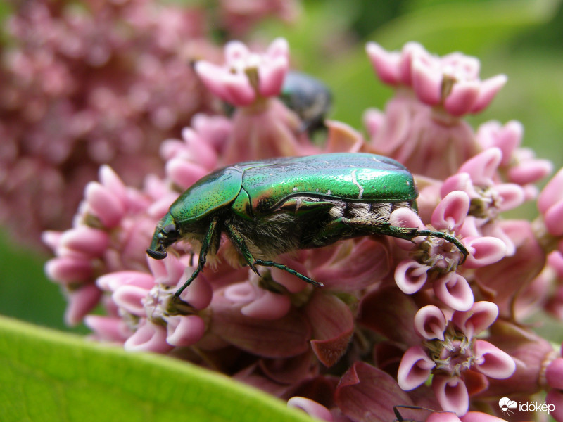 Aranyos Rózsabogár és a Selyemfű