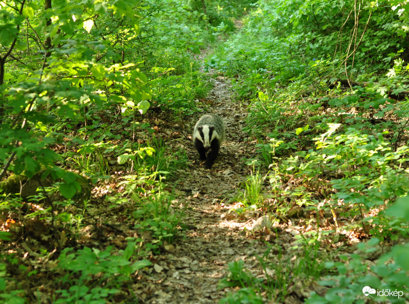 Nem mindennapi találkozás a Pilisben