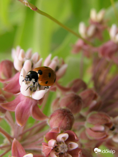 Pettyes szárnyú katicabogár...