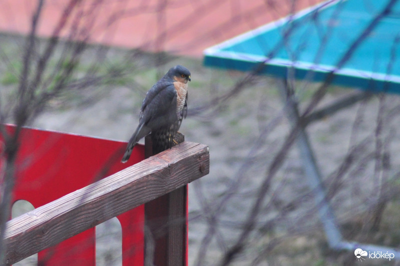 Karvaly a játszótéren