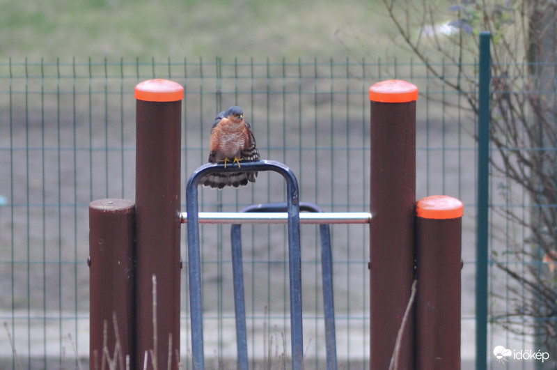 Karvaly a játszótéren