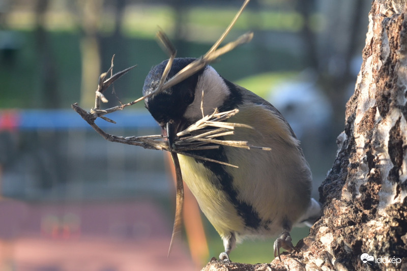 Kezdődik a fészekrakás