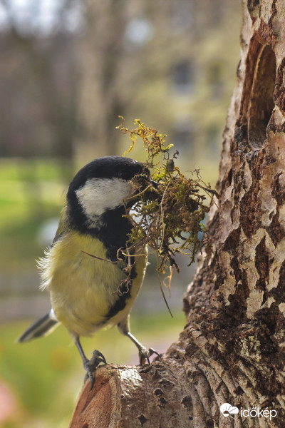 Egy kis moha sem árt bele :)