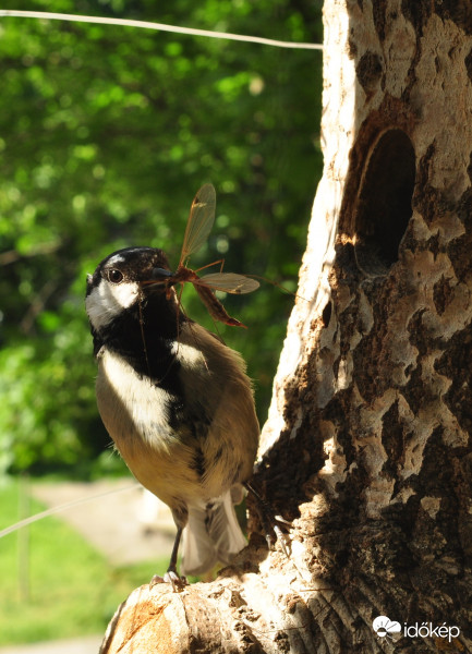 Gondos „szülő”… 1
