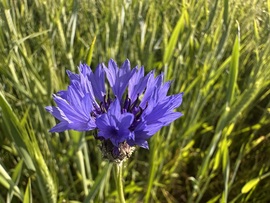 hagnes68 fotója