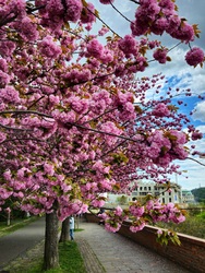 Csoda japáncseresznye 