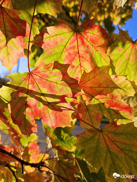 Szépséges színű ősz 
