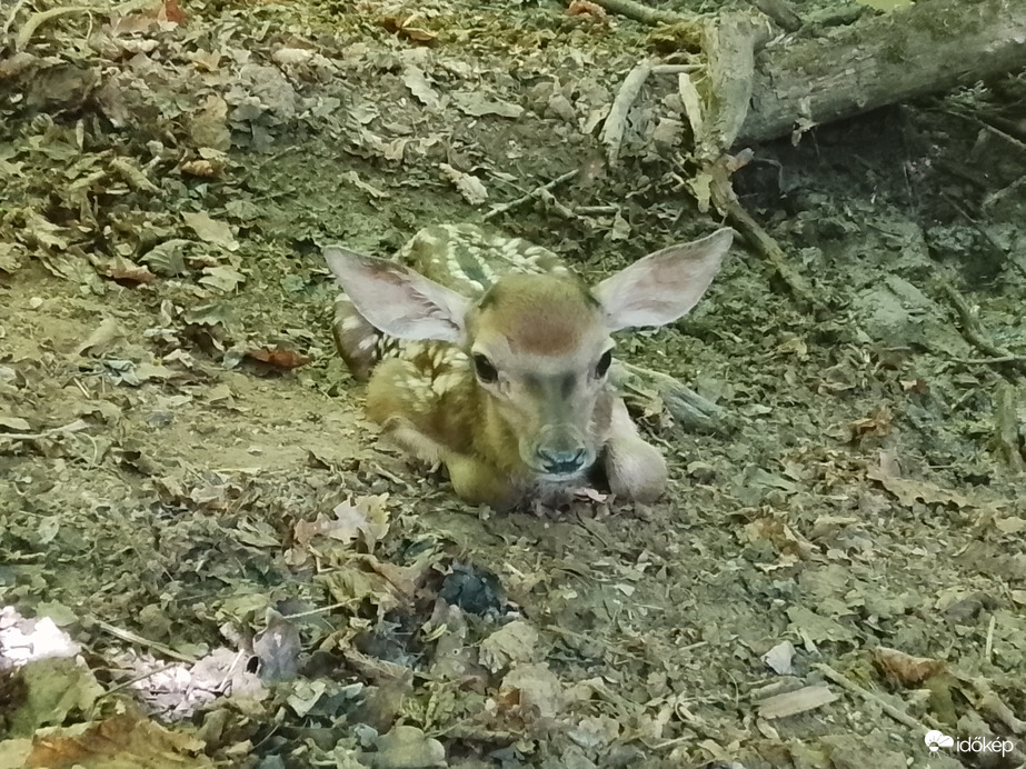 Természet