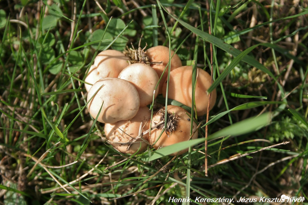 Mezei szegfűgomba (Marasmius oreades)