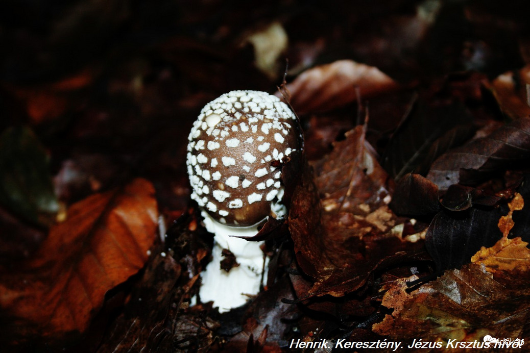 pPárducgalóca (Amanita pantherina) a