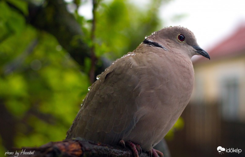 "Már megint vizes minden tollam