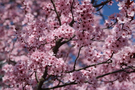 Vérszilva fa Nyírlugoson 