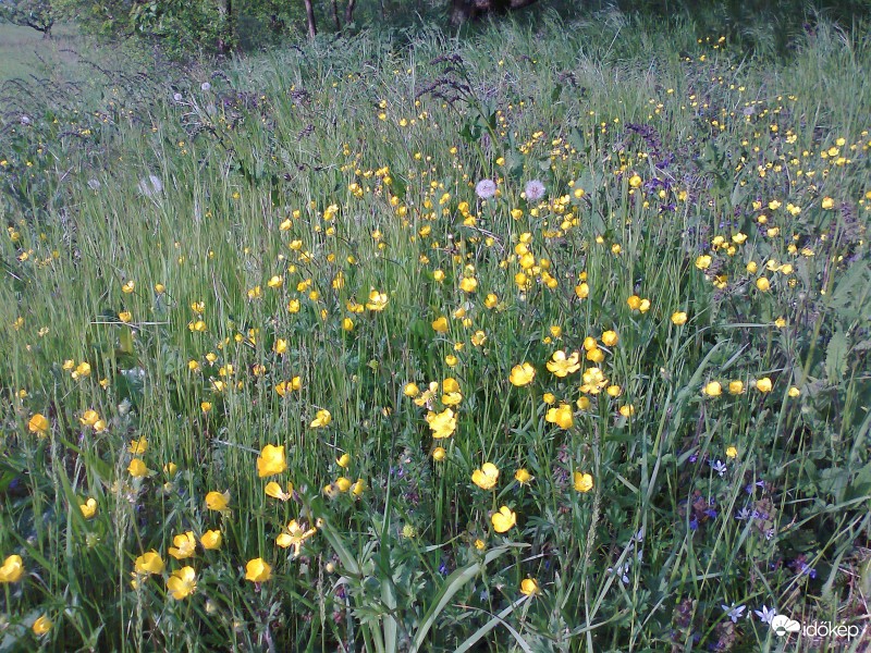 Barátihegy,2017.5.1.