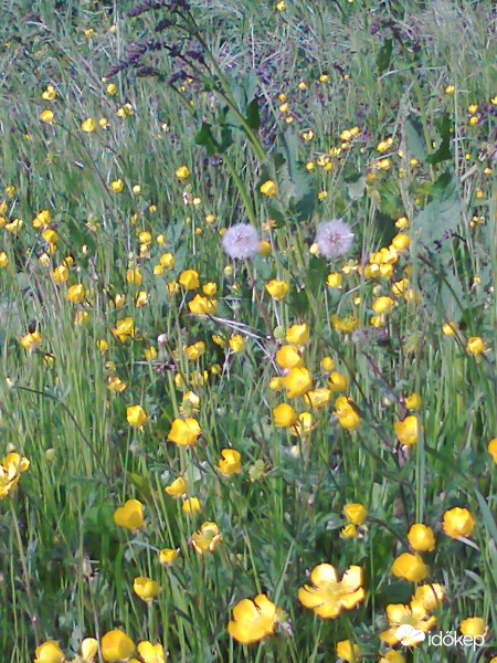 Barátihegy,2017.5.1.-II.