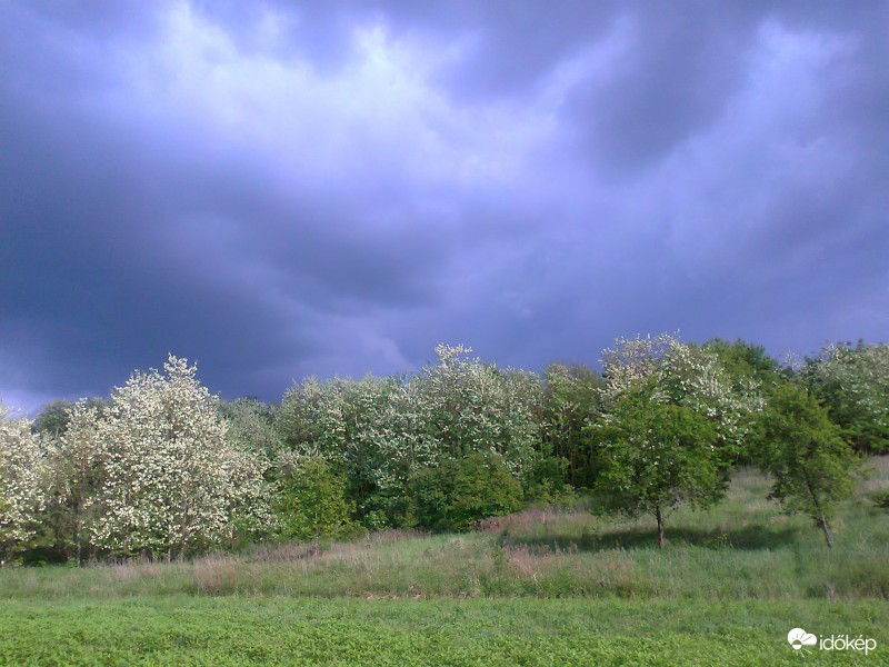" Valamennyi vén akácfa menyasszonycsokor "