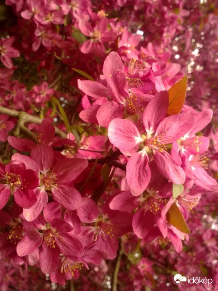 Senglasl-Szentlászló