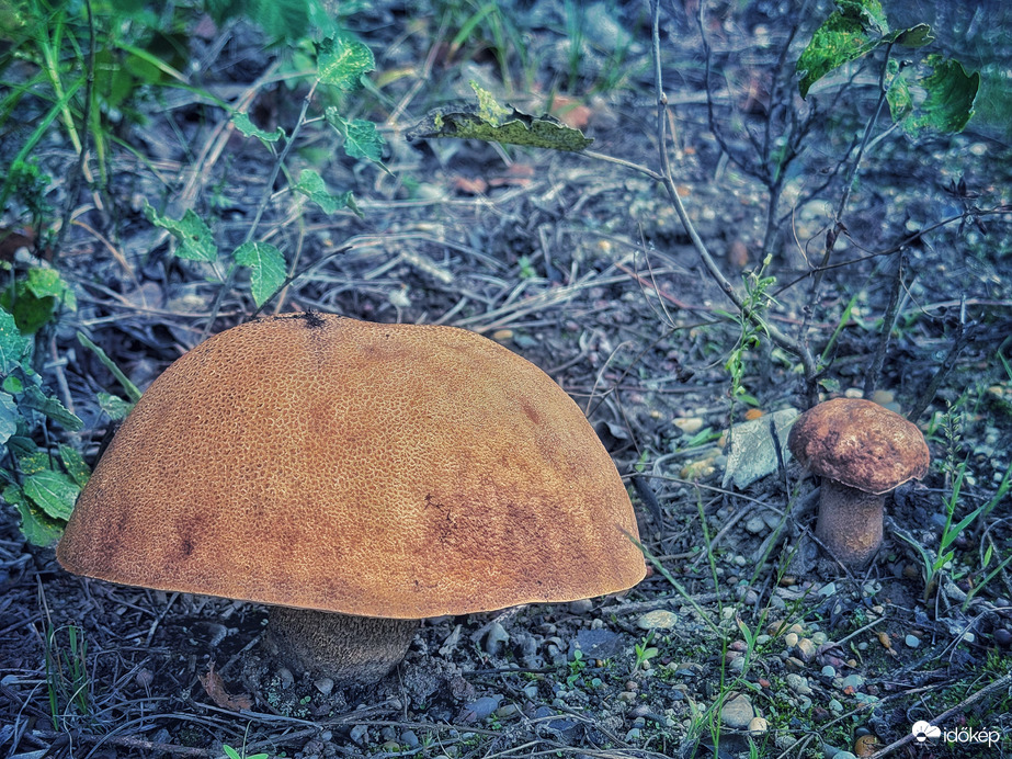 Ősz