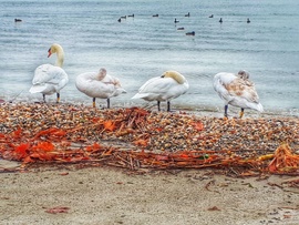 Adventi csendes pihenő...