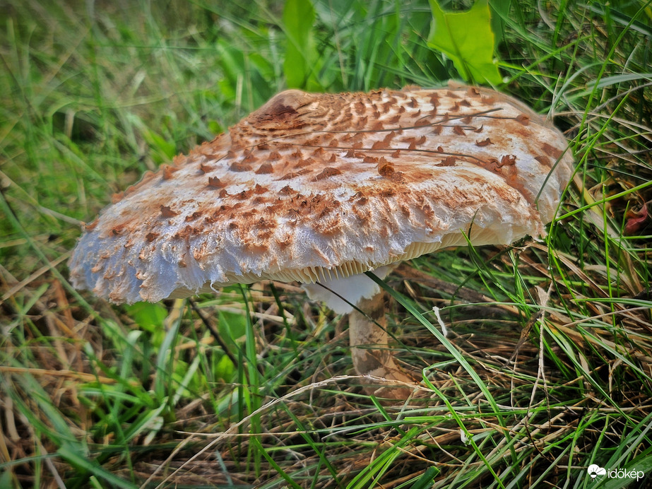 ... ha nincs őz, van őzláb(gomba)