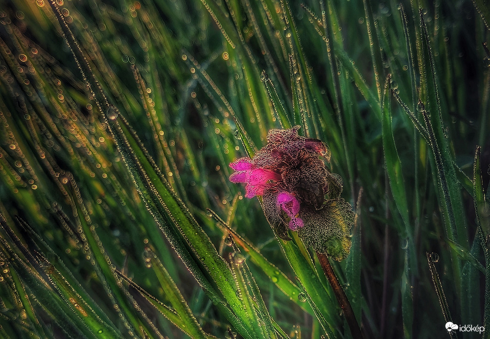 Piros árvacsalán- napkeltében