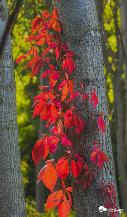 Vörös ősz 