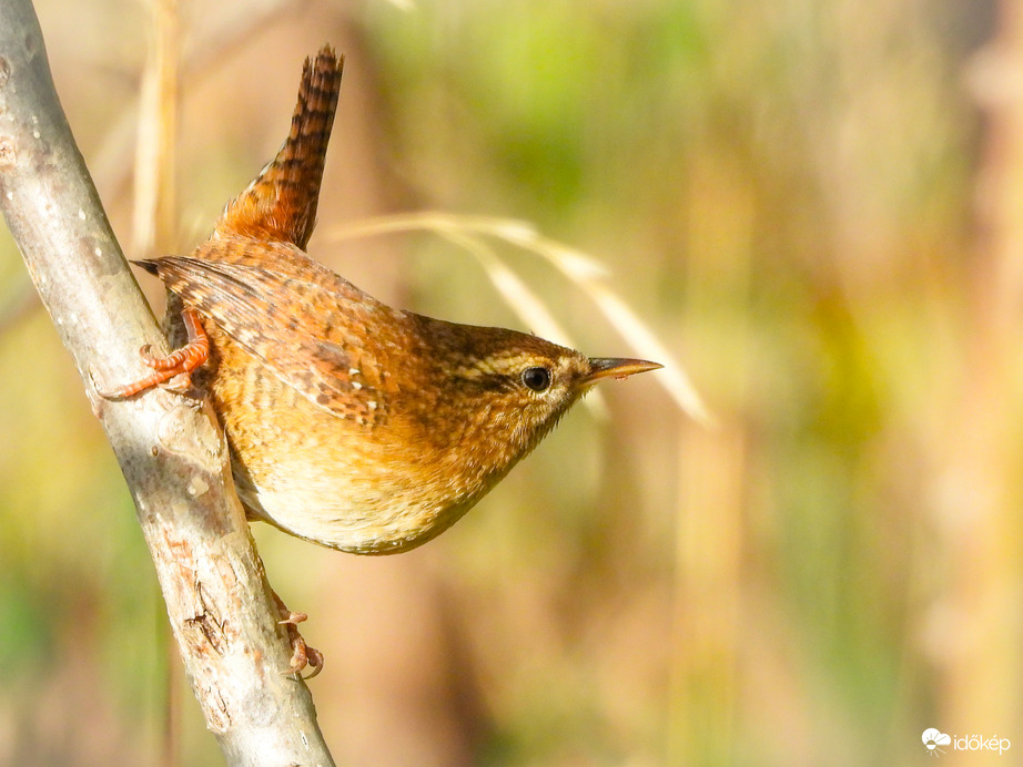 Szörfös Ökörszem