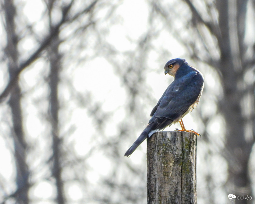 Hoppon maradt karvaly 