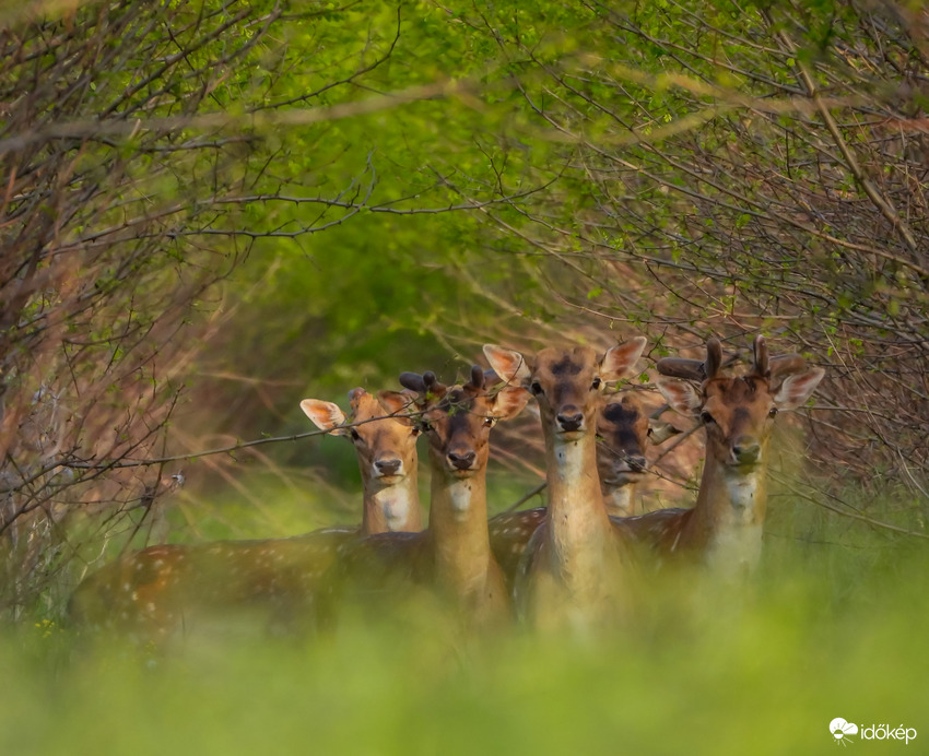 Dámok az akàcosban 