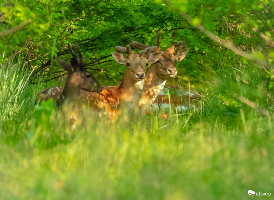 Ördög és a felvigyázók