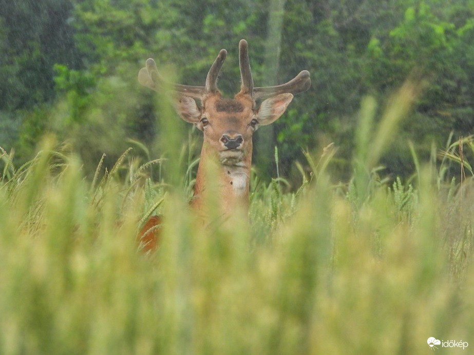 Mindig akkor kell menni amikor jól Esik 