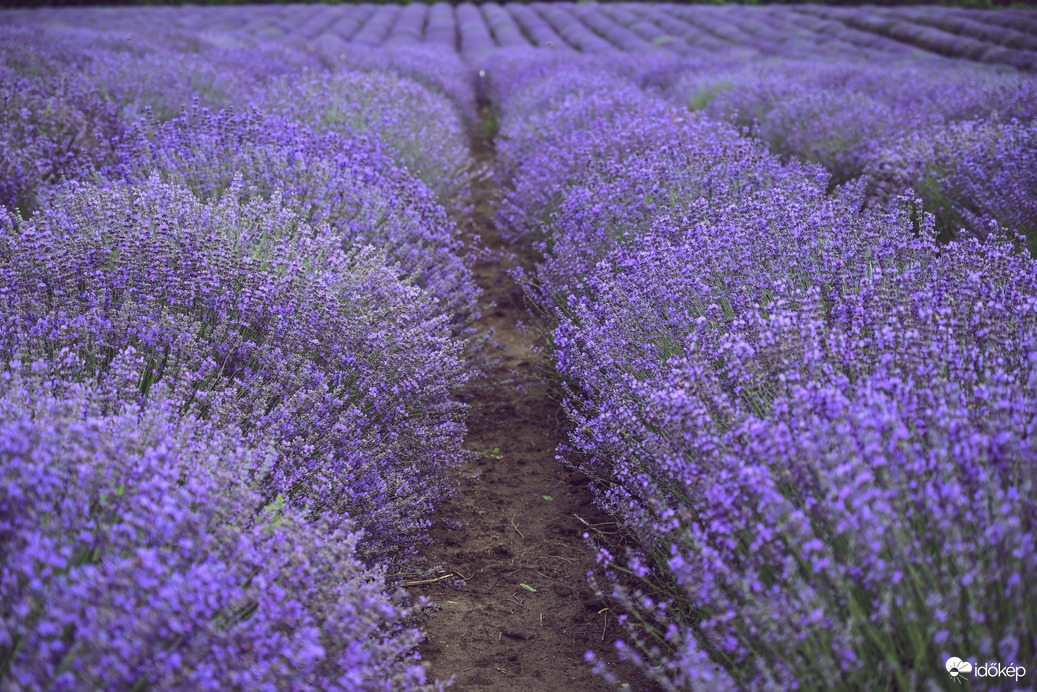 Levendula mindenhoool