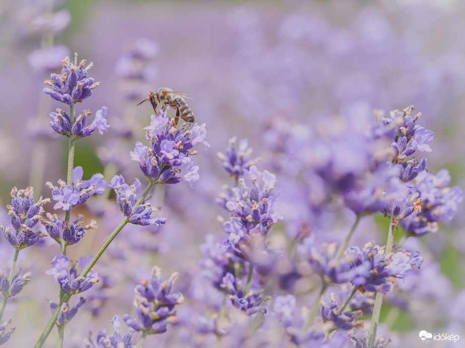 Aki a virágot szereti,rossz méhecske nem lehet 