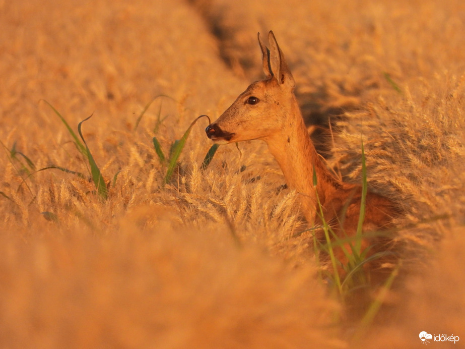 Hölgyike naplementében