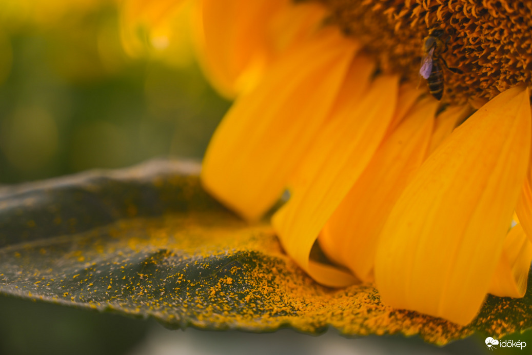 Virágpor tartó extrával 