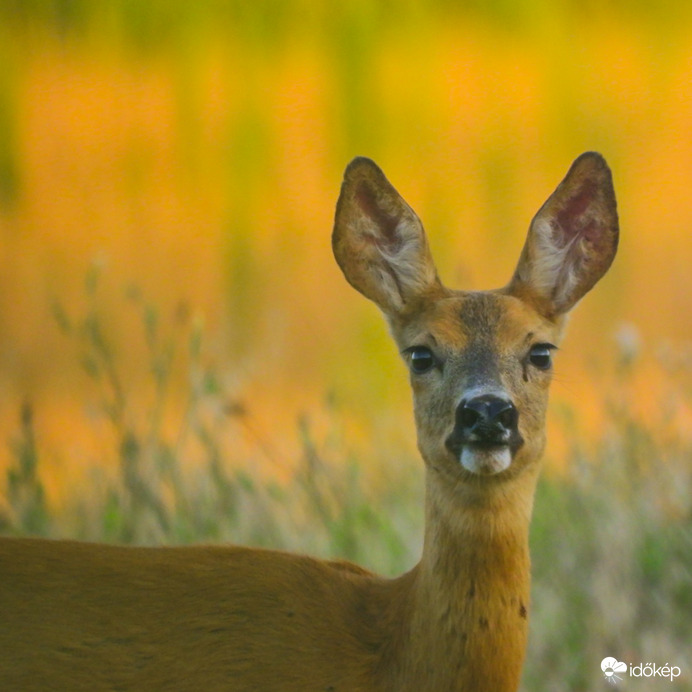 Pipacsos lánnyal ismerjük már egymást 