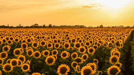 Sunset sunflower 