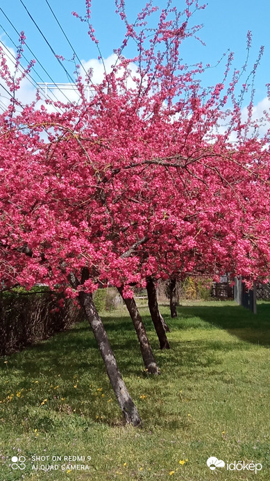 Díszalma virágzás