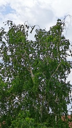 Kiskunmajsa