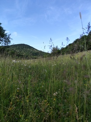 Komlóska 