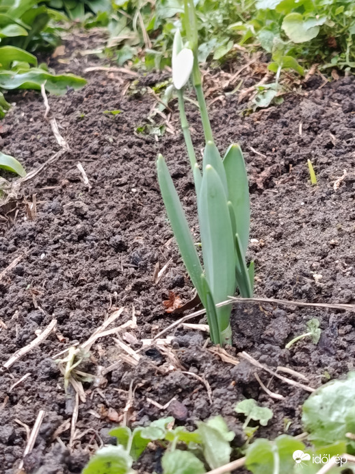 A kis kiváncsi hóvirág!