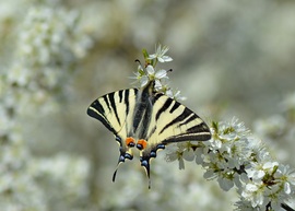 Kardos pillangó