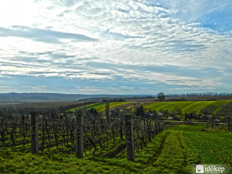 Zöldellő vetések!