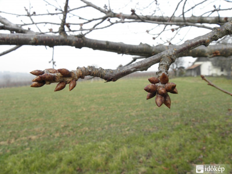 Tavaszt Idéző fák