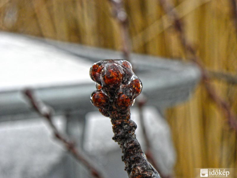 Bekebelezett Rügyek!