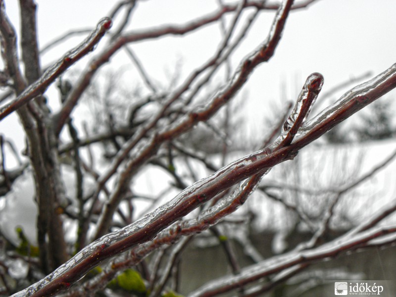 Bekebelezett Rügyek!