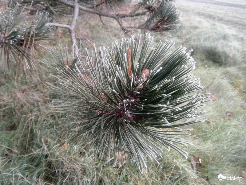 Deres fenyő
