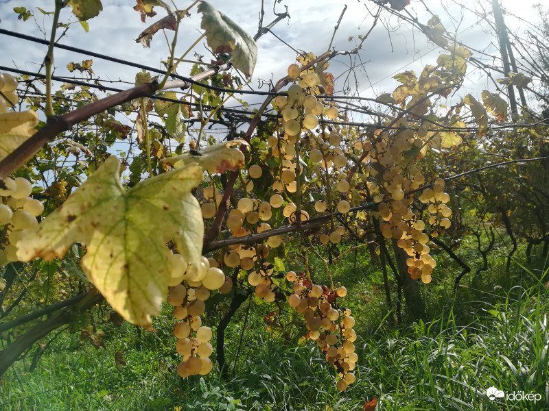 Napsütötte szőlőszemek