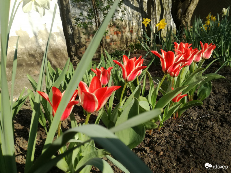 Piros tulipánok