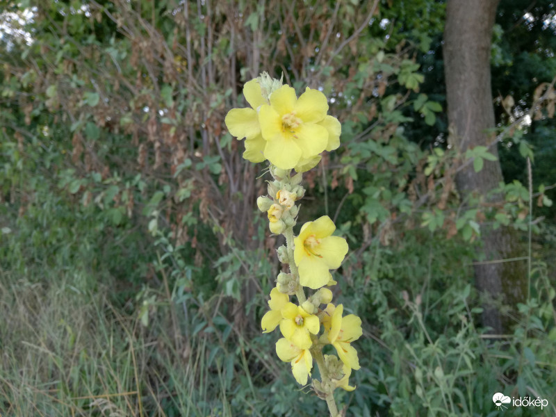 Sárga